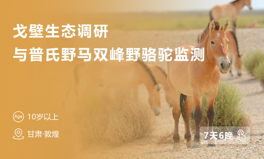 戈壁生態(tài)與普氏野馬雙峰野駱駝監(jiān)測科考活動【帶您走進敦煌】