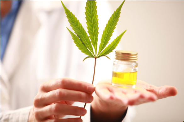 加州大學(xué)洛杉磯分校獲得640萬美元資助大麻研究!!