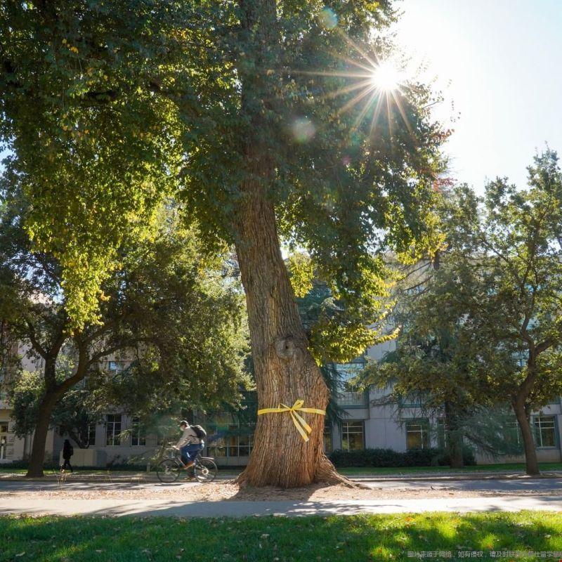 加州大學(xué)戴維斯分校